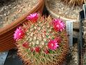 Mammillaria rekoi ssp.aureispina